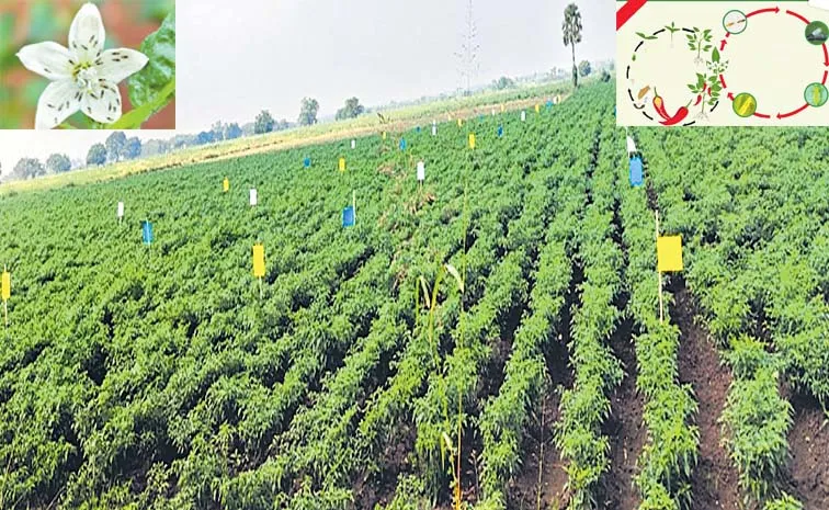 Chilli Black Thrip Management Needed for Indias crops