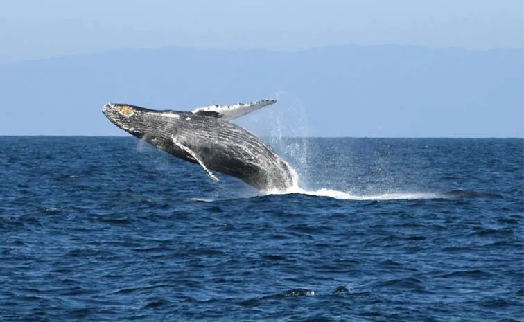 Humpback Whale Makes One Of The Longest Migrations Ever Recorded