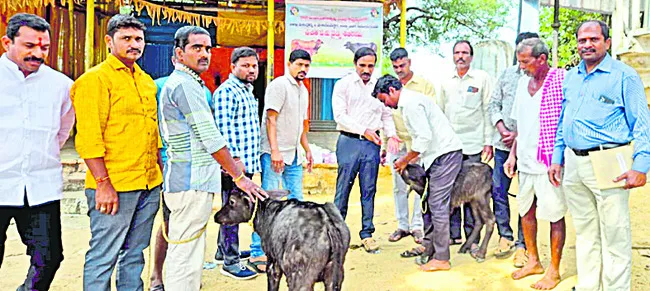 పాడి పశుపోషణతో ఆదాయం