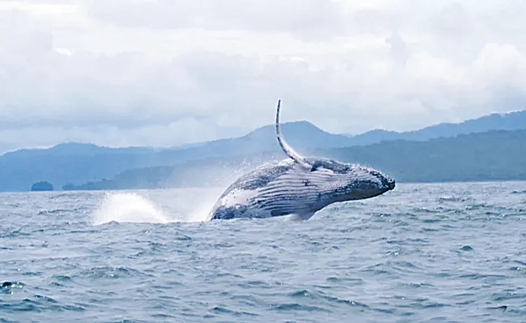 Male humpback travels 13,000 km across 3 oceans