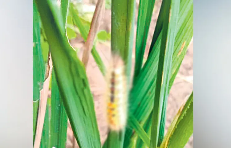 Insects eating rice crop in three days