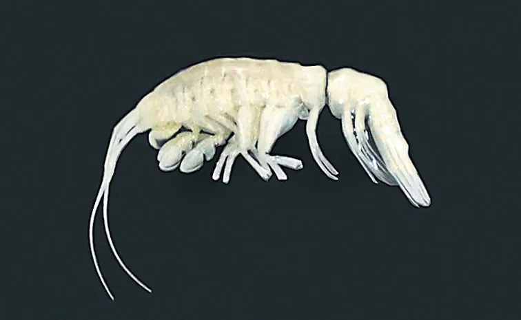 New ocean predator discovered in the Atacama Trench