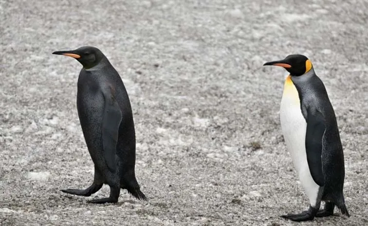 Rarest Penguin On Earth Spotted: All Black Penguin