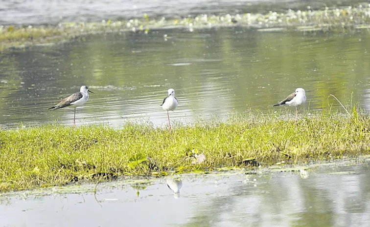 Identified 60 species of birds in Birdwalk