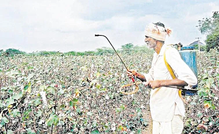 Cotton Farmers Suffering: Andhra pradesh