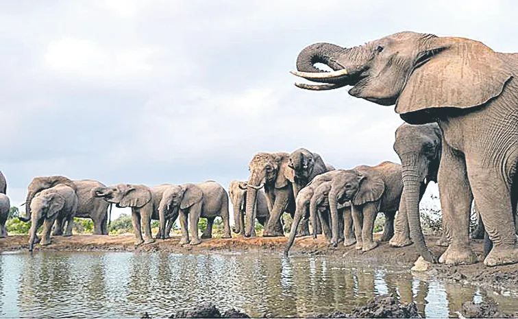 Climate change linked to mass poisoning of hundreds of elephants In Botswana