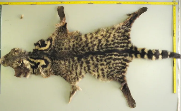 The story of the elusive Malabar Civet cat