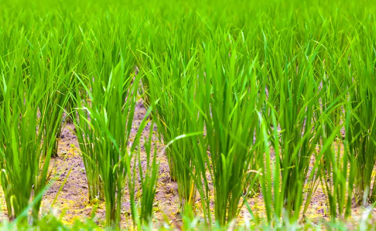 Cold winds in Telangana 6 districts: Let's protect crops like this