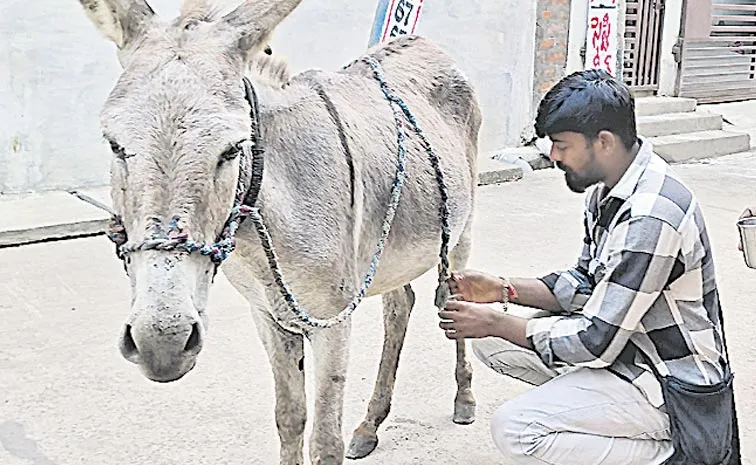 Most milk production from donkeys in winter