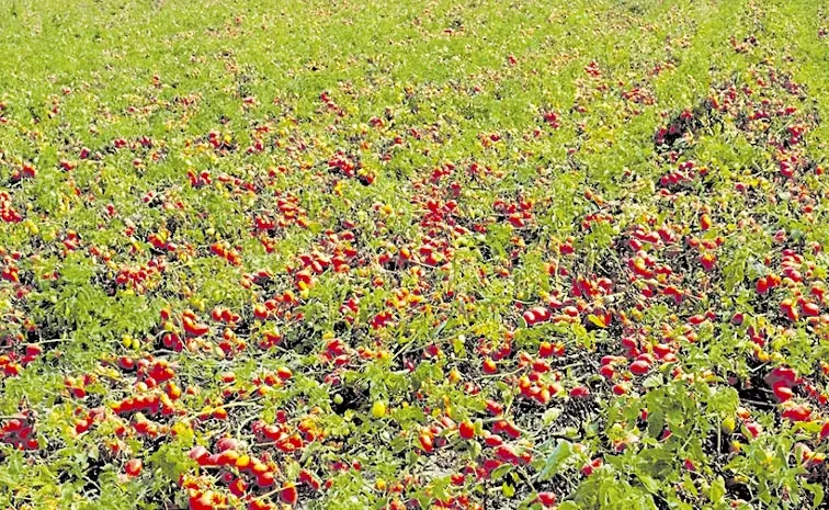 tomato prices to drop: Andhra pradesh