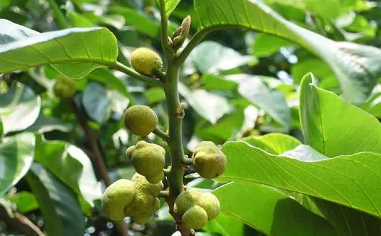 Multipurpose Agroforestry Tree for Sustainability Monkey Jack