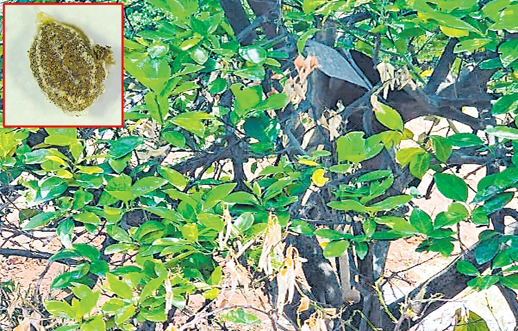 New species of insects eating chenee trees