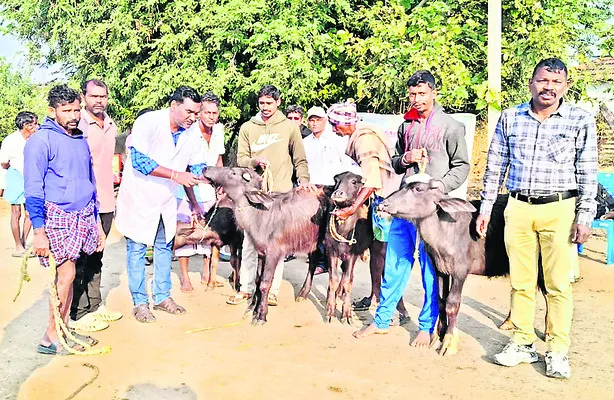 పాడితో అదనపు ఆదాయం