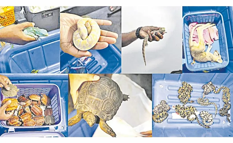 Smugglers change wildlife trafficking route