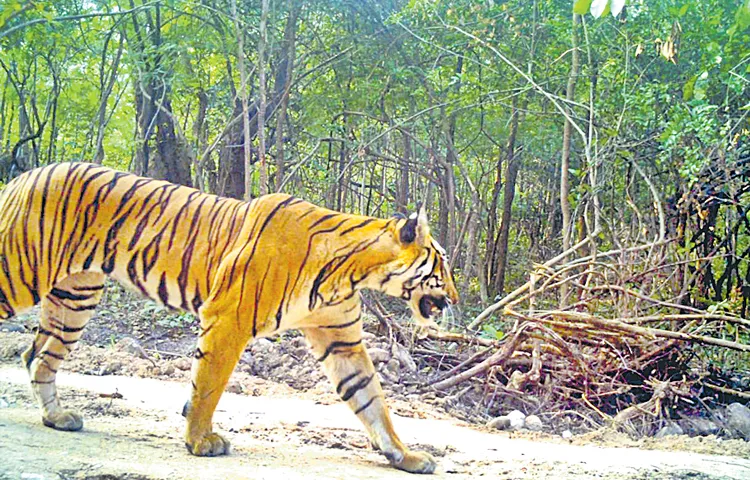 Tigers caught on camera in Gadhpur under Old Manchiriya forest section