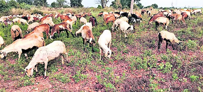 ధర లేక.. జీవాలకు మేత