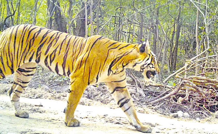 Bengal tiger Roaming in Bandala Forests of Mulugu District