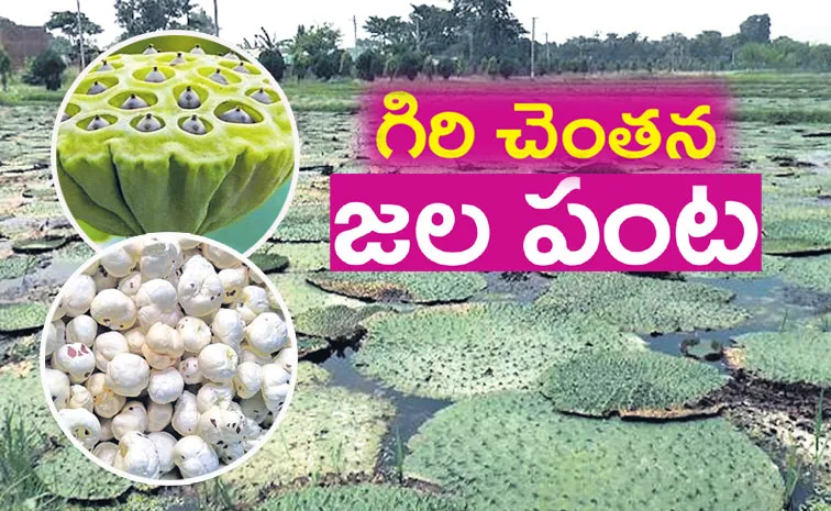 phool makhana farming in Alluri Sitharamaraju district 