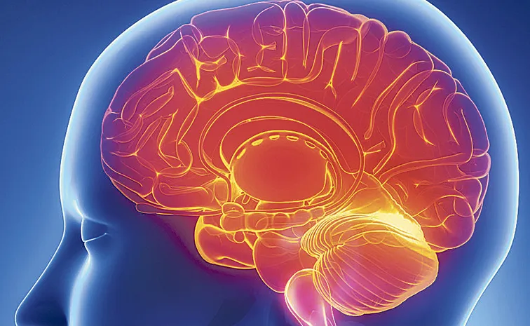 Scientists say Human Brain Operates at Slowly Pace