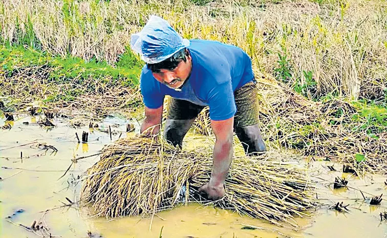 Farmers Crop Loss In Andhra Pradesh With Rains