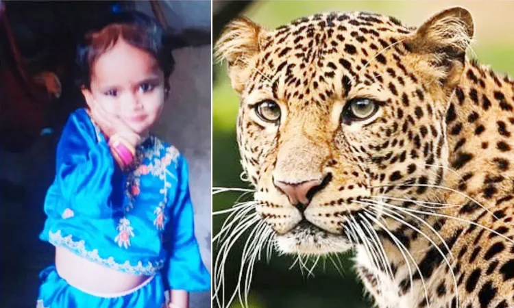 4-year-old girl dies in leopard attack in Shirur