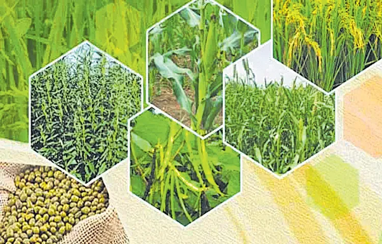 Agriculture Department finalizes cultivation plan