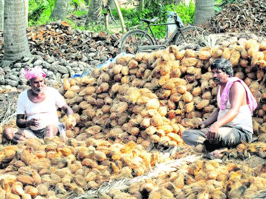 కొబ్బరికి దన్నేది.. 