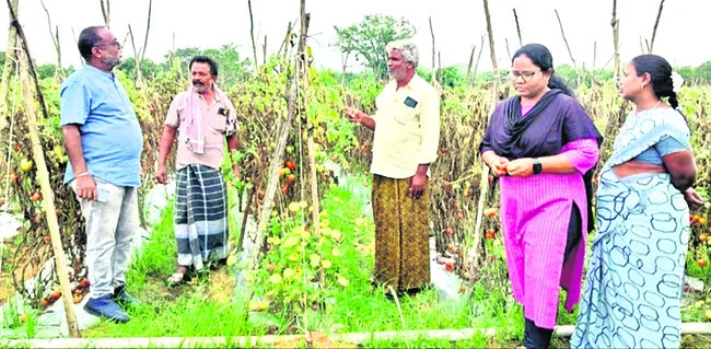 లైసెన్స్‌డ్‌ నర్సరీల్లోనే నారు కొనండి 