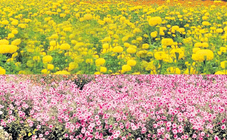 Banti and chamanthi flower farming in betamcherla Photo Feature