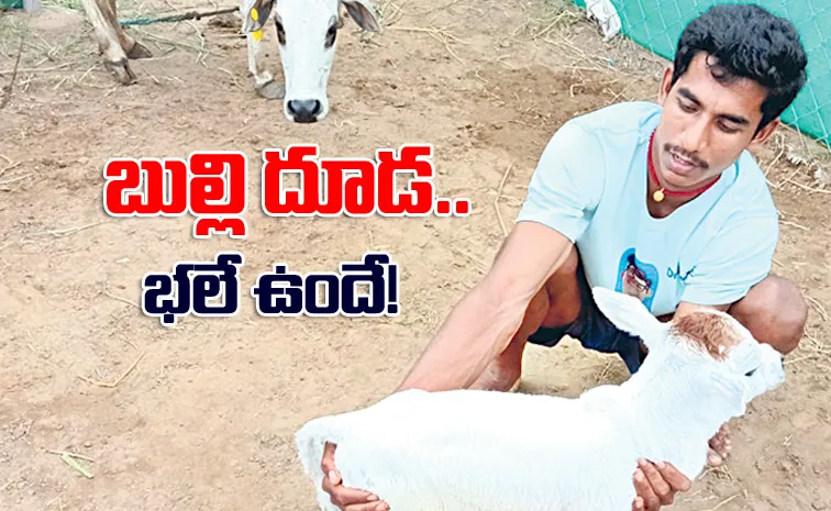 Punganur cow gave birth to very small calf in Kakinada district