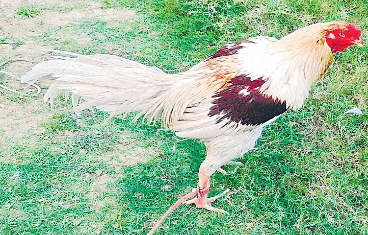 The roosters getting ready for sankranthi