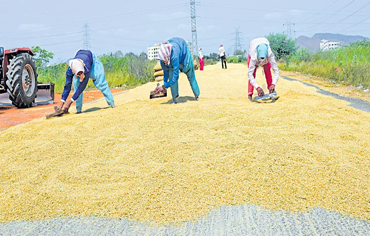 Brokers collecting grain in the name of farmers