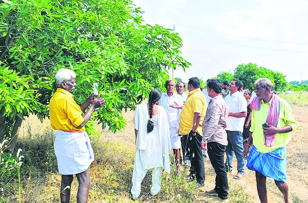 మామిడిలో సస్యరక్షణ చర్యలు చేపట్టండి 