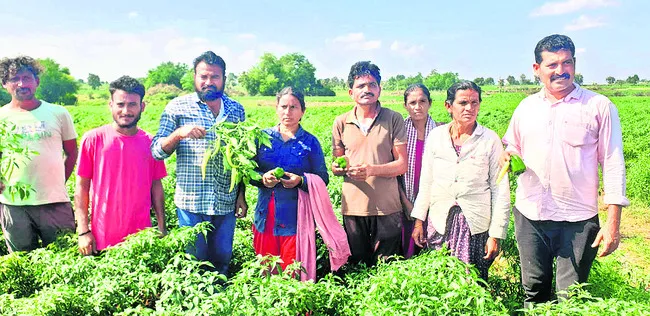 నకిలీ మిర్చి విత్తనాలతో మోసం 