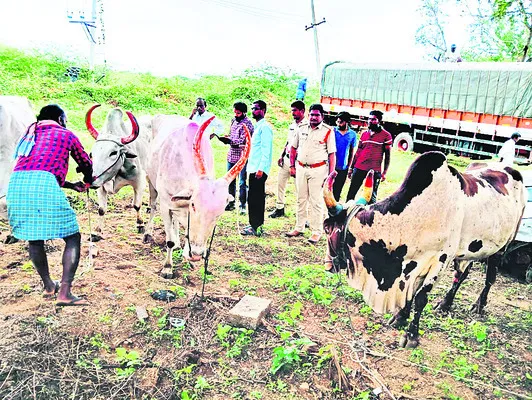 పశువుల అక్రమ రవాణా 