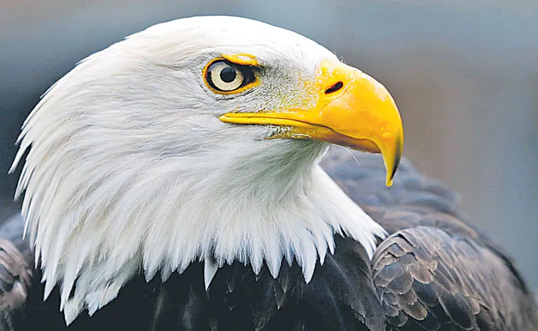 Bald eagle officially declared US national bird after 250 years