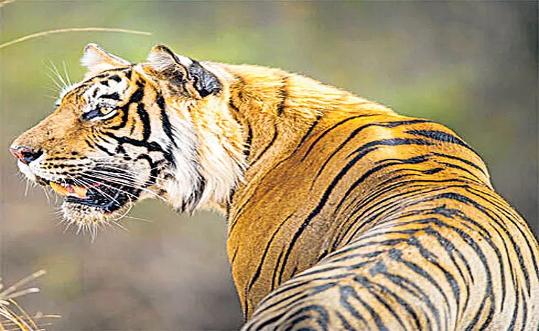 Tiger deaths in India down 37percent in last 12 months