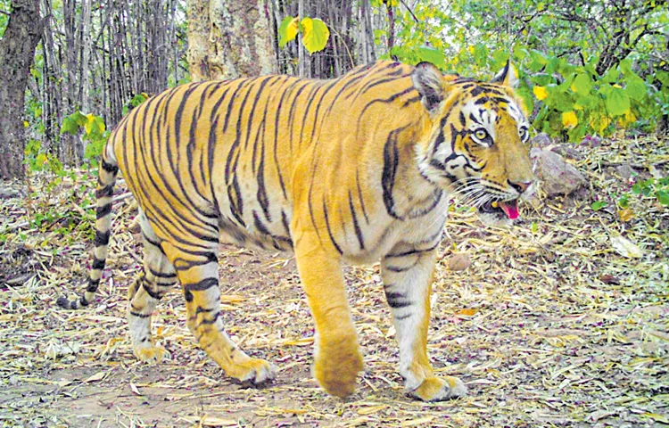 Fun jungle safari in Nallamala Sanctuary