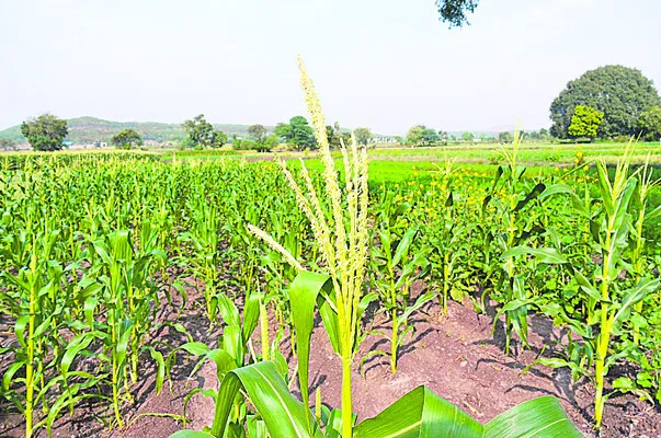 తగ్గిన మొక్కజొన్న, పత్తి దిగుబడి 