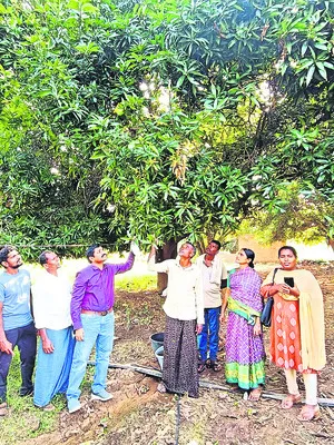 ఉద్యాన పంటల సాగు లాభదాయకం