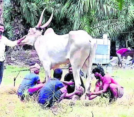 నేడు రాష్ట్రస్థాయి ఎడ్లబళ్ల పరుగు పోటీలు 