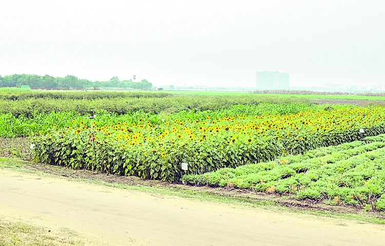 Healthy soils for healthy food