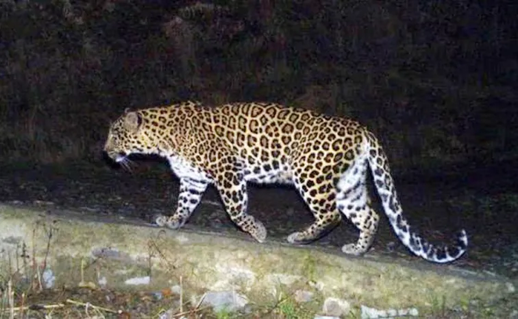 Leopard Movement In Kamareddy