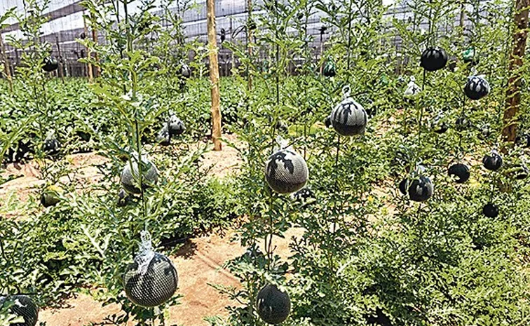 greenhouse watermelons experiment grown vertically