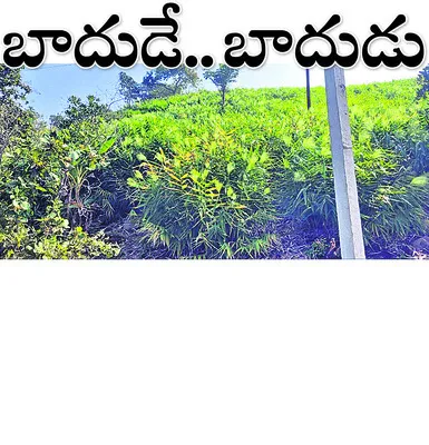 సోమవా