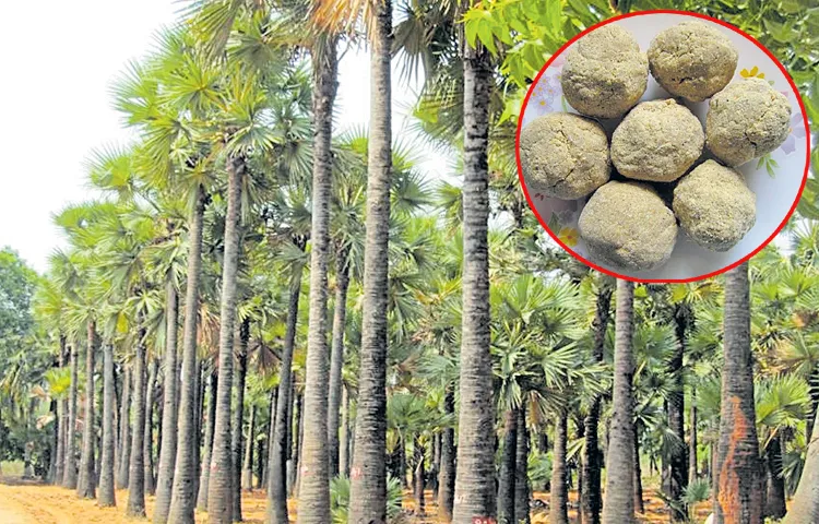 Fruitful palm researches in Manyam