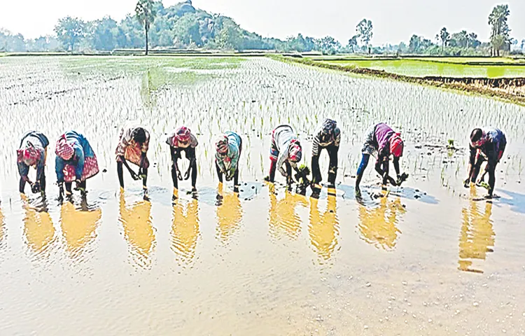 Laborers from other states for the rice season