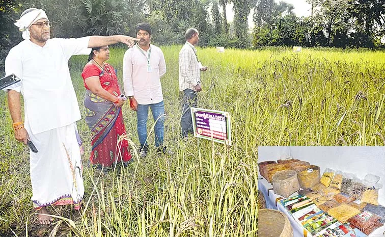 పోషకాల గని దేశీ వంగడాలు..!