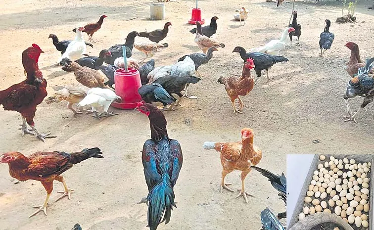 Natu Kodi Farming: Young Couple Earns Huge Profits