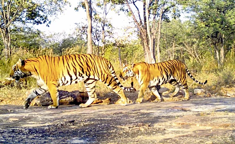 tiger census in Andhra pradesh